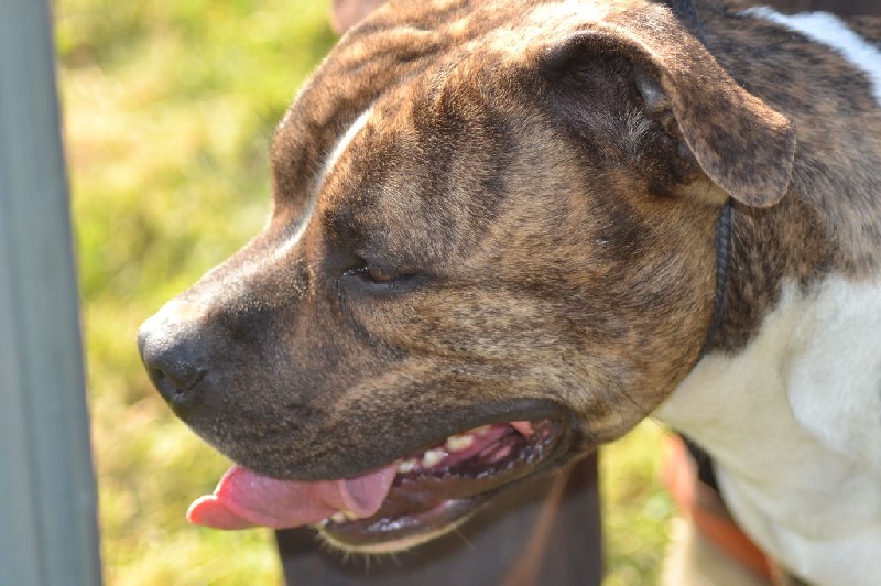 Amstaff Attitude Hatchi