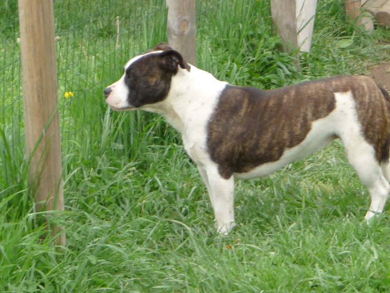 Amstaff Attitude Helfy