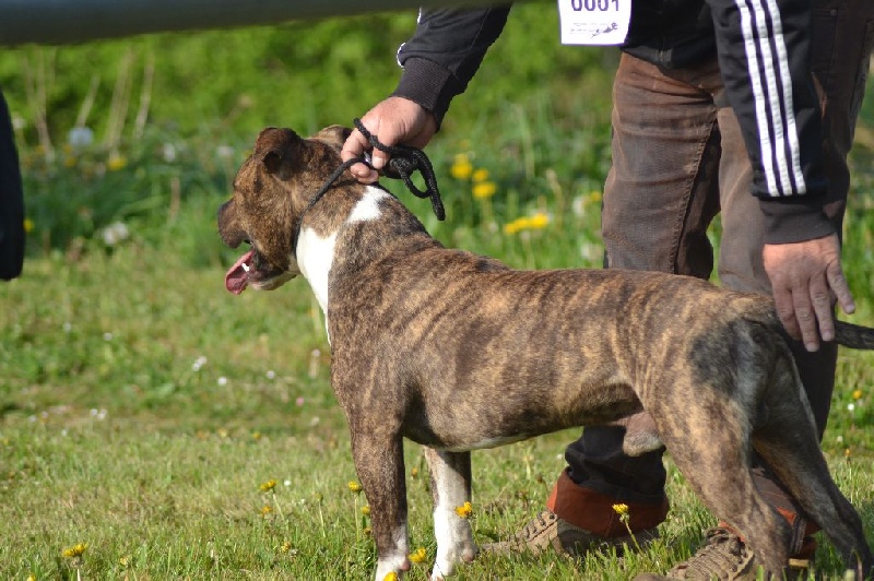 Amstaff Attitude Hatchi