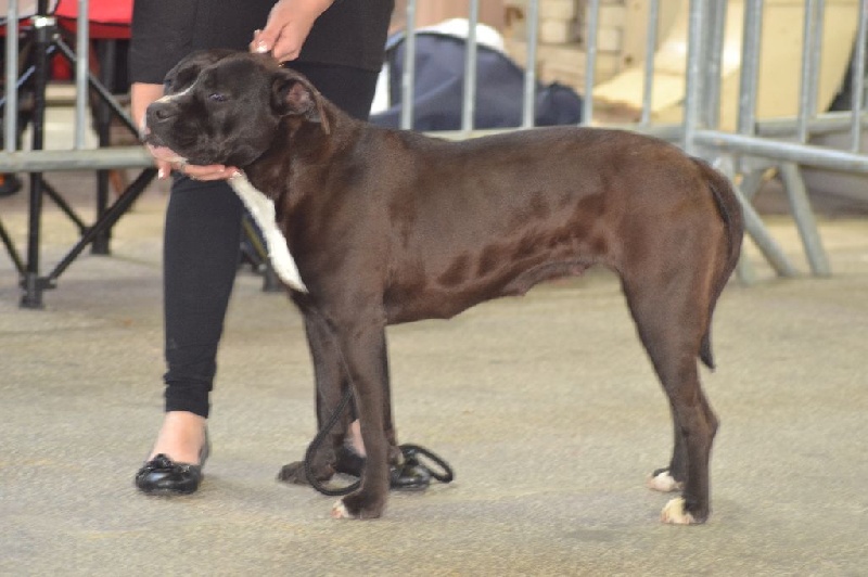 Indra J-m'amstaff Napoli