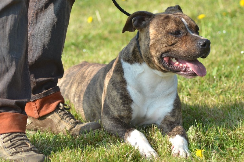 Amstaff Attitude Hatchi