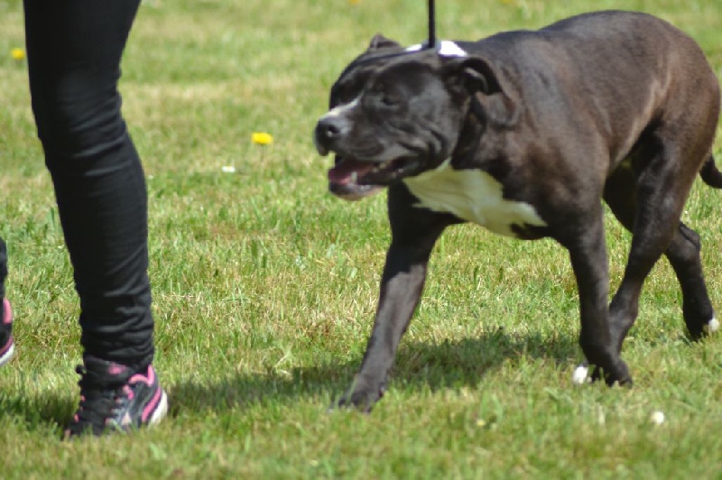 Indra J-m'amstaff Napoli