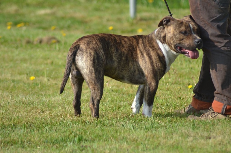 Amstaff Attitude Hatchi