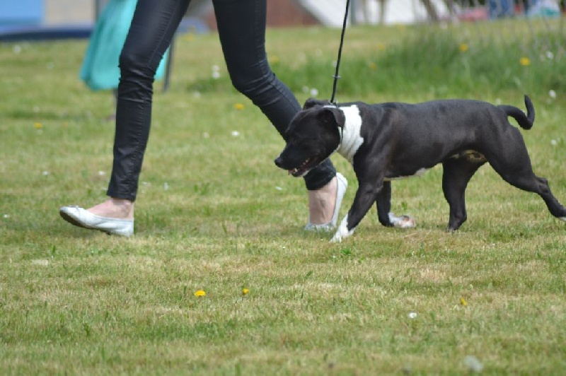 Iris J-m'amstaff Napoli