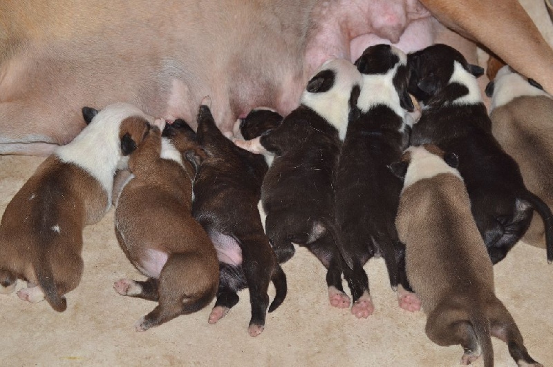 J-m'amstaff Napoli - American Staffordshire Terrier - Portée née le 21/09/2014
